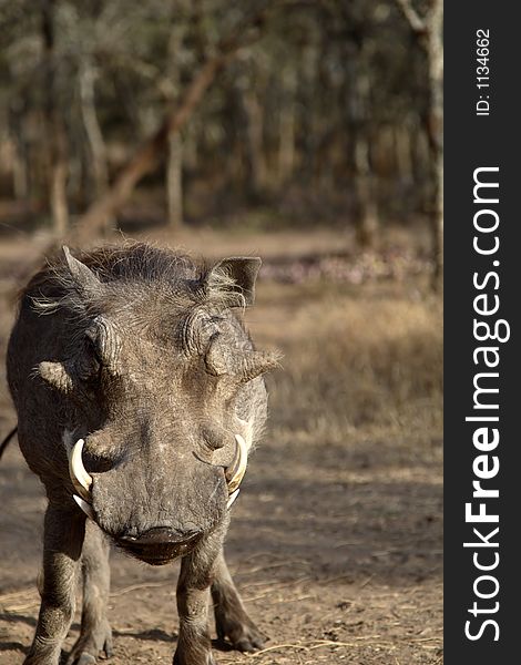 Extreme close-up of the face of warthog