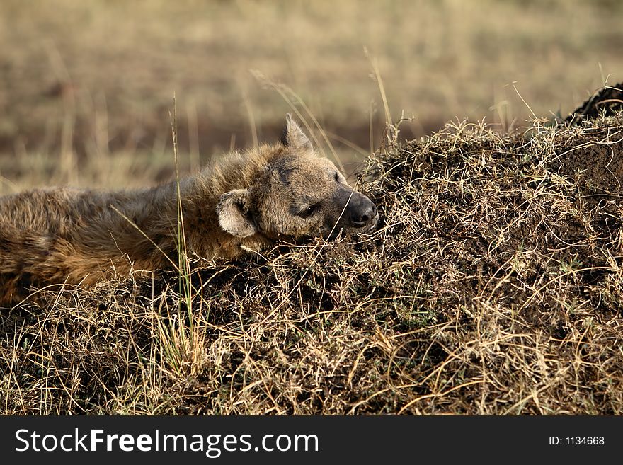 A sleeping spotted hyena lying on a termite hill. A sleeping spotted hyena lying on a termite hill