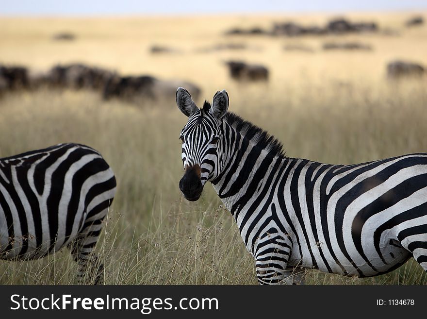 Close-up of a zebra with wildebeests in background