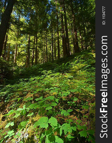 Verdant mountain forest floor on the Olympic Peninsula in Washington State. Verdant mountain forest floor on the Olympic Peninsula in Washington State