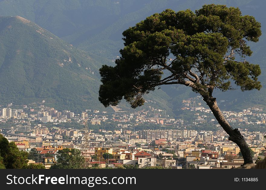 Pine trees in Pompeii, Italy. Pine trees in Pompeii, Italy