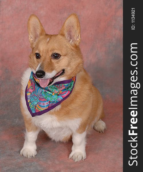 Studio shot of a Corgie dog with an Easter bandana against a pink and blue background. Studio shot of a Corgie dog with an Easter bandana against a pink and blue background.