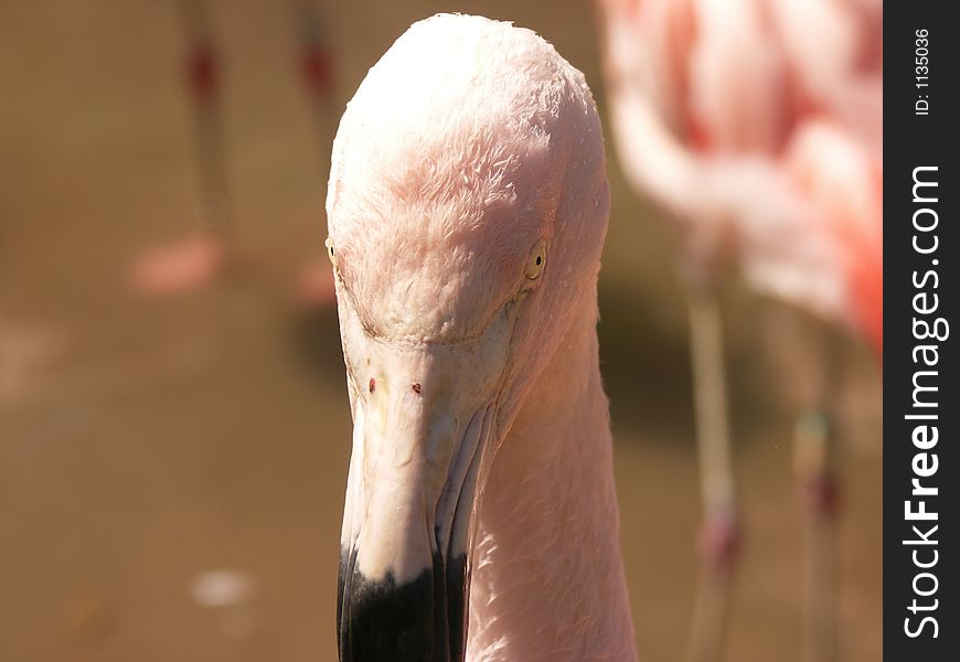 Flamingo Looking into your Eyes. Flamingo Looking into your Eyes
