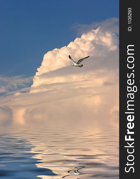 Seagull flies over water with a storm cloud behind him. Seagull flies over water with a storm cloud behind him