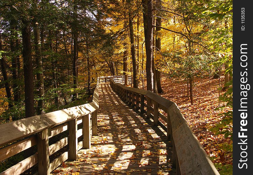 Boardwalk through the fall leaves. Boardwalk through the fall leaves