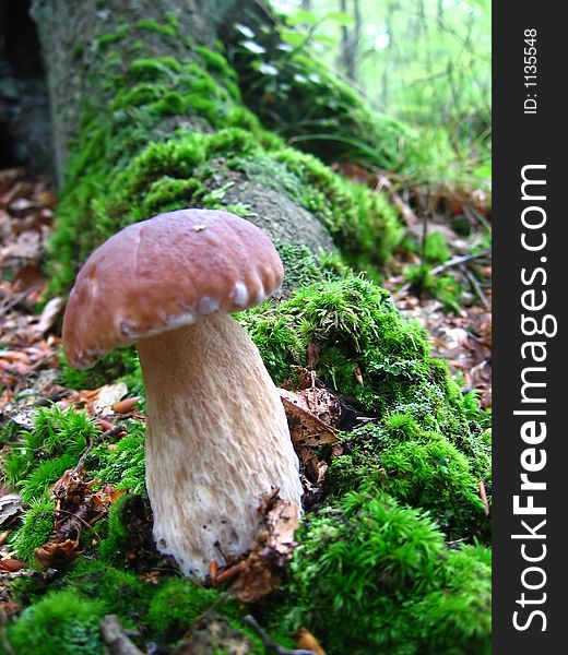 Bolete in the forest; Boletus edulis. Bolete in the forest; Boletus edulis