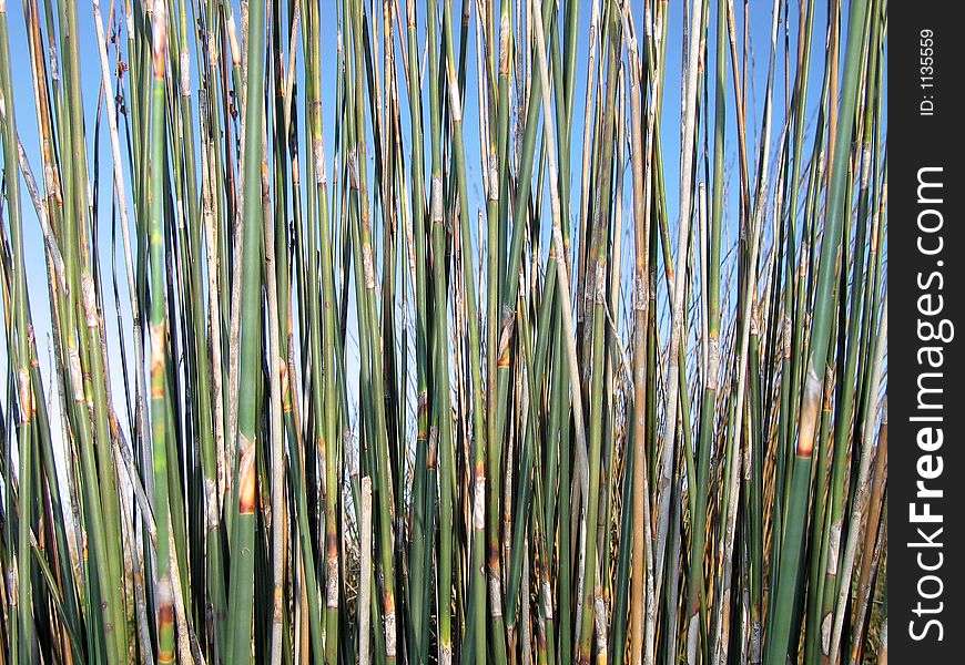 Landscape photo of a bunch of reed stems. Landscape photo of a bunch of reed stems.