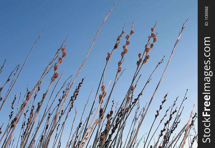 Landscape photo of the top of a bunch of reeds. Landscape photo of the top of a bunch of reeds.