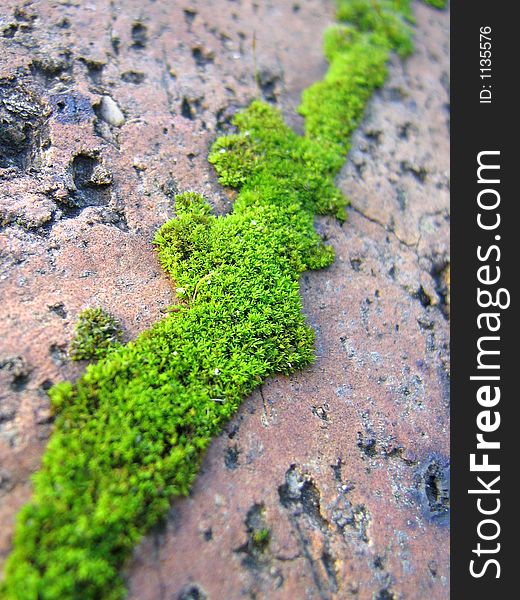 Portrait photo of a paving gap covered in moss. Portrait photo of a paving gap covered in moss.