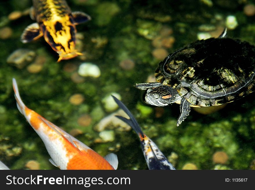 A terrapin with coi fishes. A terrapin with coi fishes