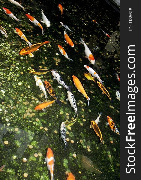 Tropical pond full of coi fish. Tropical pond full of coi fish
