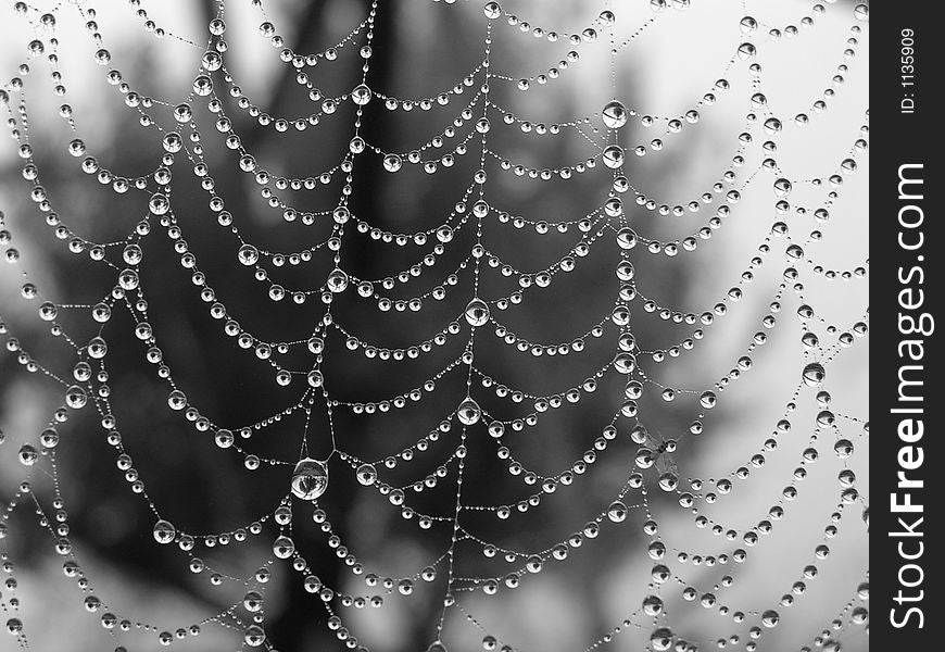 Morning dew on a web. 5 o'clock in the morning. The Moscow area. Morning dew on a web. 5 o'clock in the morning. The Moscow area.