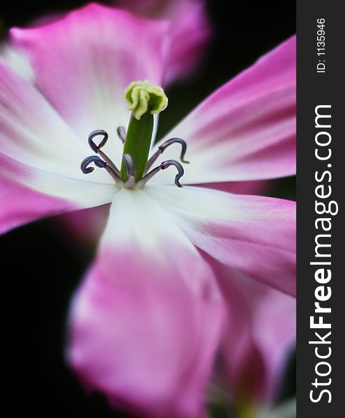 A macro of a tulip for backgrounds or postcards