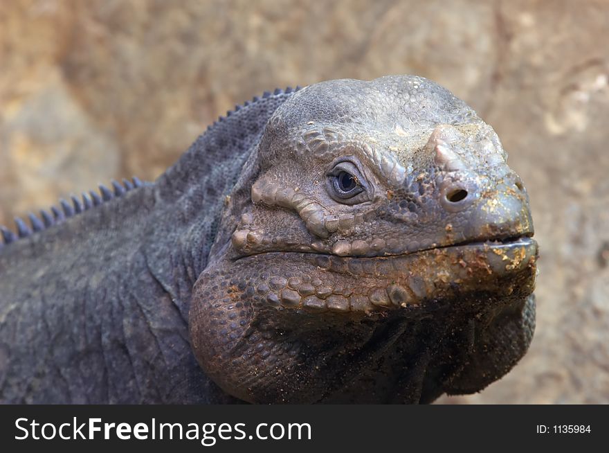 Close up of a lizard