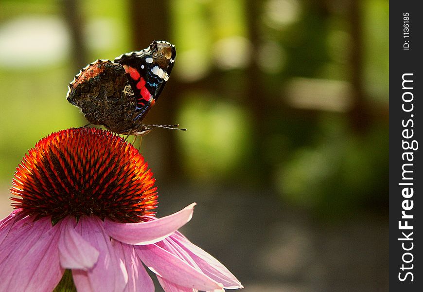 Butterfly walking on a flower. Butterfly walking on a flower