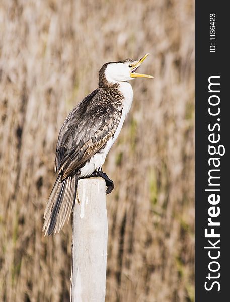 A cormorant sitting on a post. Haumoana Wetlands, Hawke's Bay, New Zealand. A cormorant sitting on a post. Haumoana Wetlands, Hawke's Bay, New Zealand