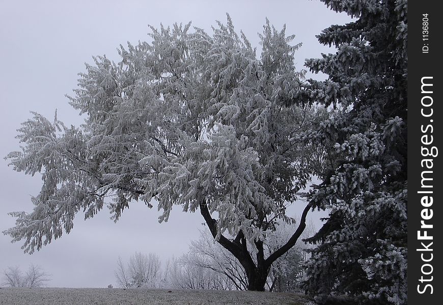 A frosty tree with evergreen in foreground on foggy morning