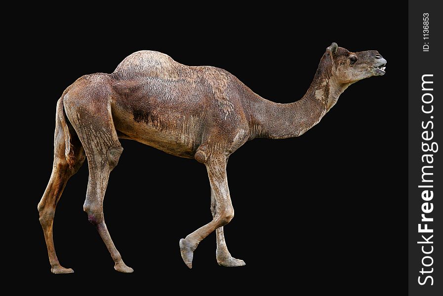 Isolated Camel