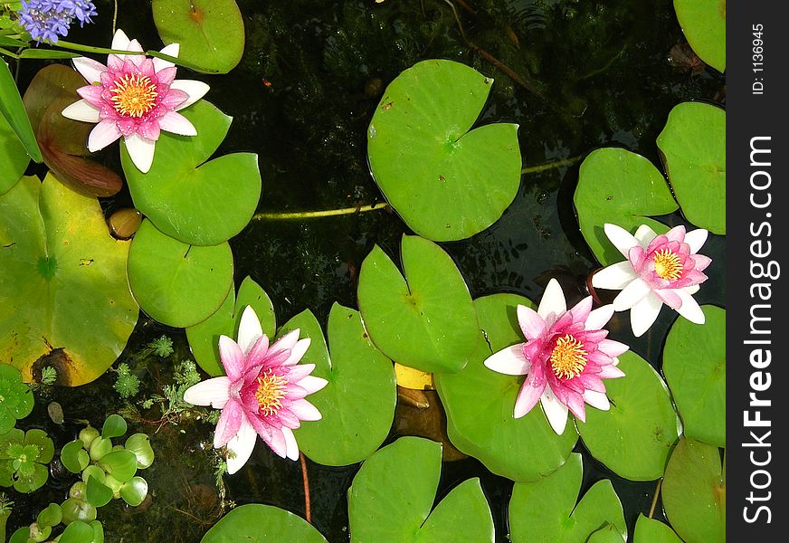 Water Lily Group