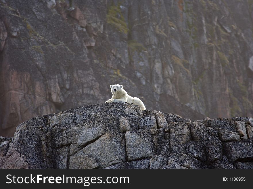 Polar bear waiting the summer out high up on rocks, Svalbard, Arctic Circle