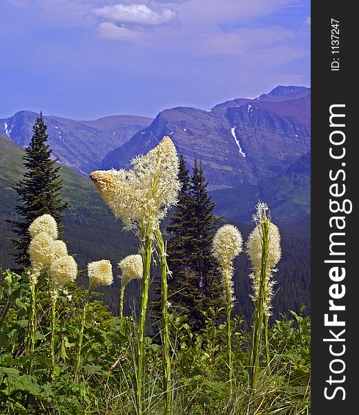 This image of the shapely beargrass flowers was taken from a trail while hiking in Glacier National Park. This image of the shapely beargrass flowers was taken from a trail while hiking in Glacier National Park.