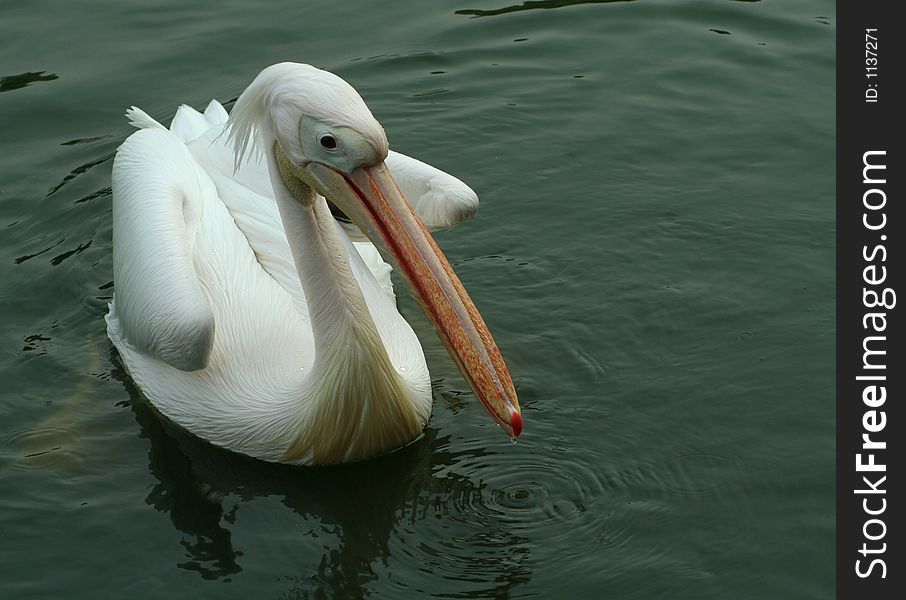 A snowwhite pelican swimming,beak is colorful