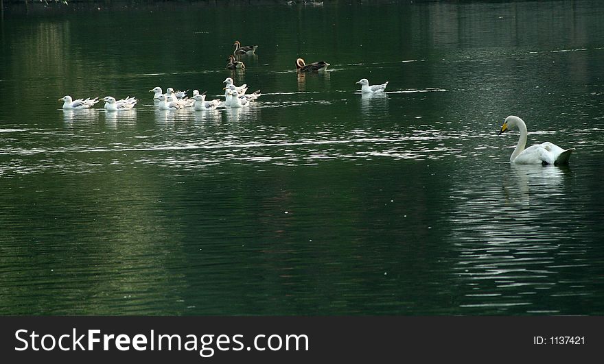 Scenery of a green lake there are many waterfowls(swan,gull,duck) swiming