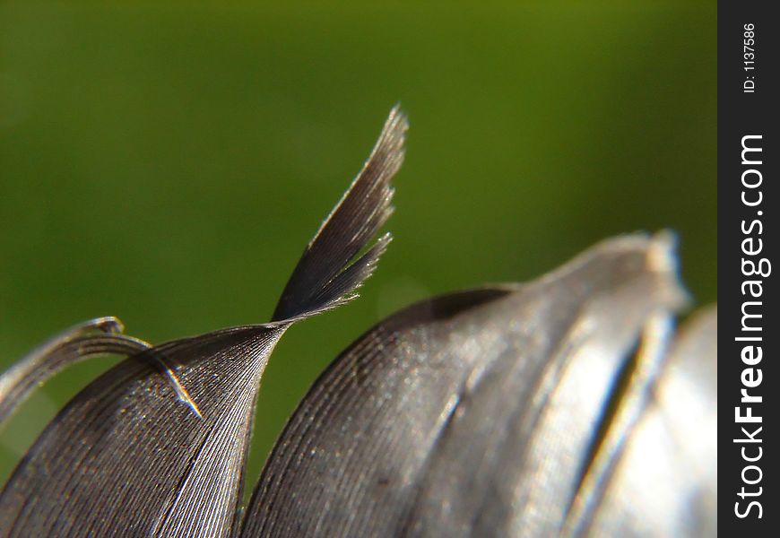 Black feather macro  at daylight and green background. Black feather macro  at daylight and green background