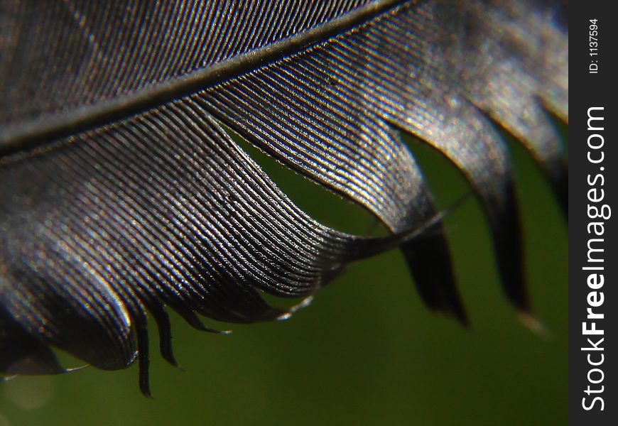 Black feather macro  at daylight and green background. Black feather macro  at daylight and green background