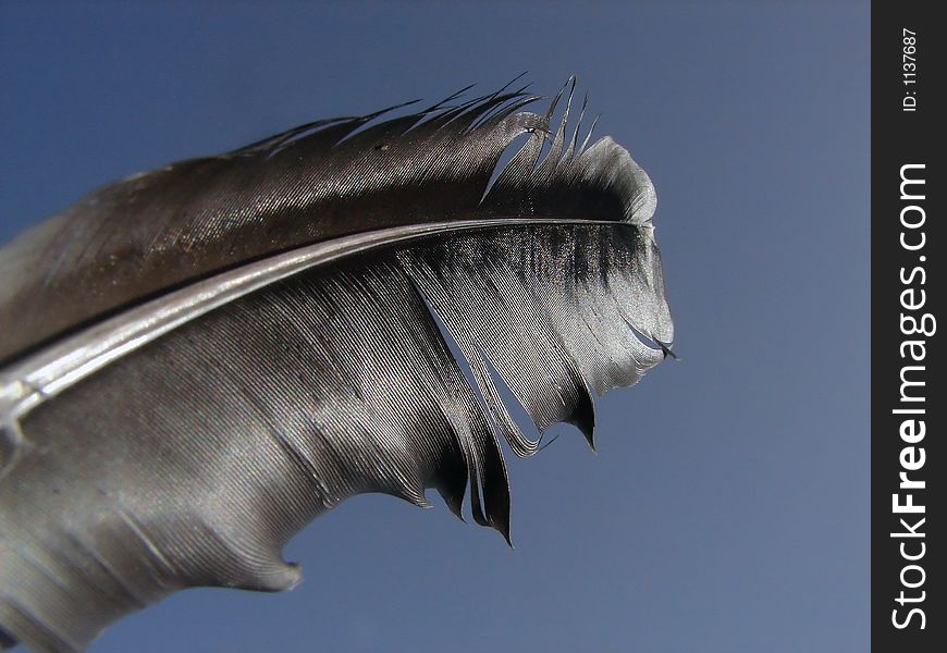 Black feather closeup with blue sky background. Black feather closeup with blue sky background.