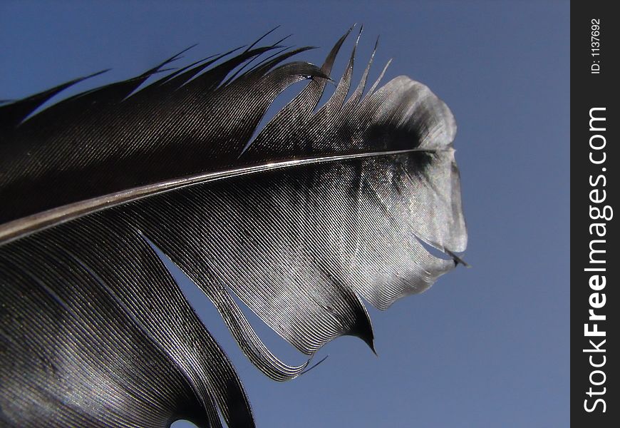 Black feather closeup with blue sky background. Black feather closeup with blue sky background.