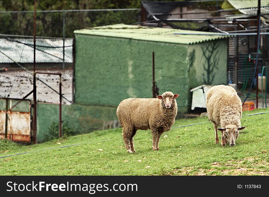 Sheep grazing in the pasture