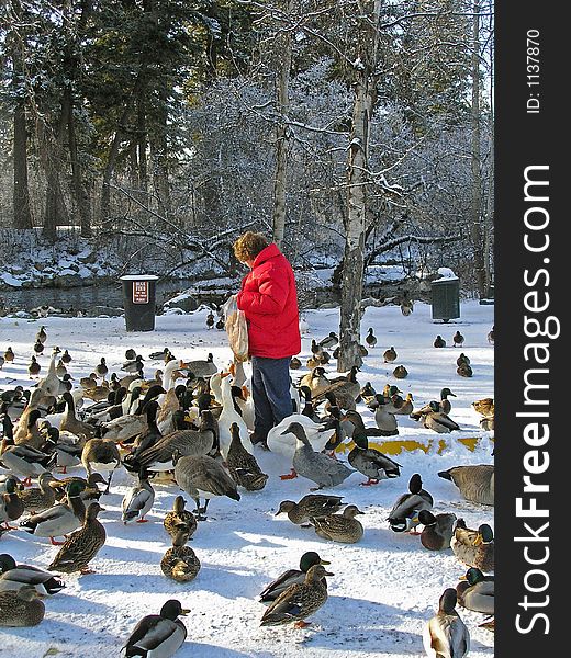 This image of the lady feeding the waterfowl was taken in western MT. This image of the lady feeding the waterfowl was taken in western MT.