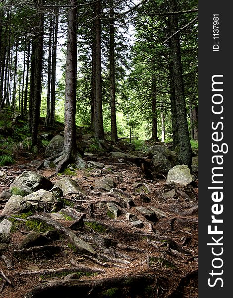 Ancient forest from Retezat mountains - Romania