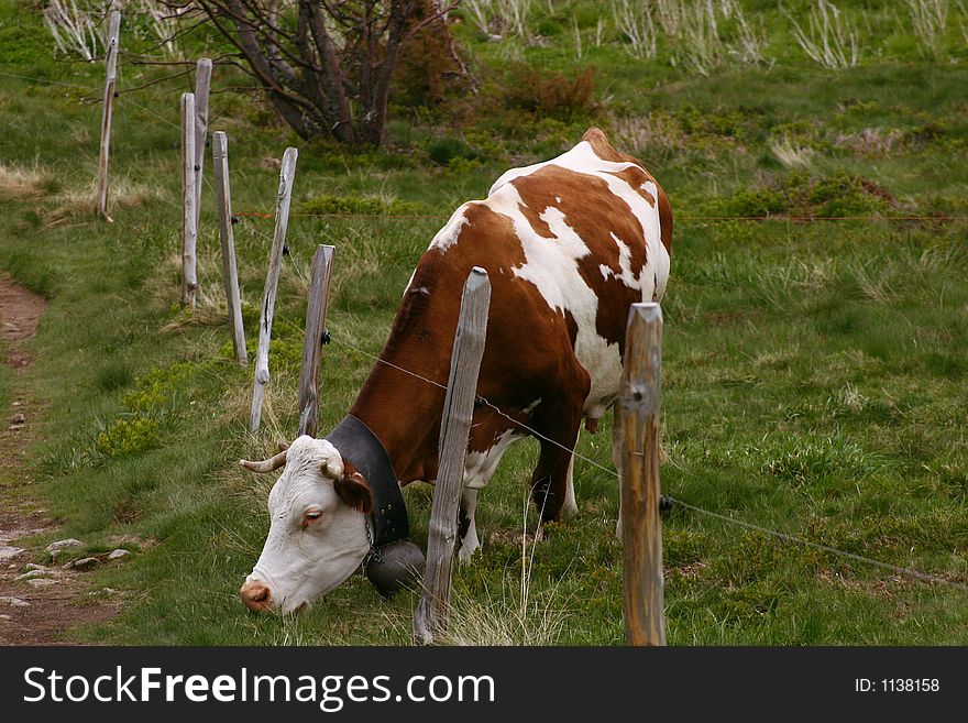 Grazing cow with a fence