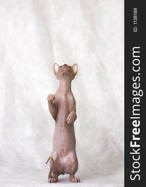 Cat on hinder legs. White background