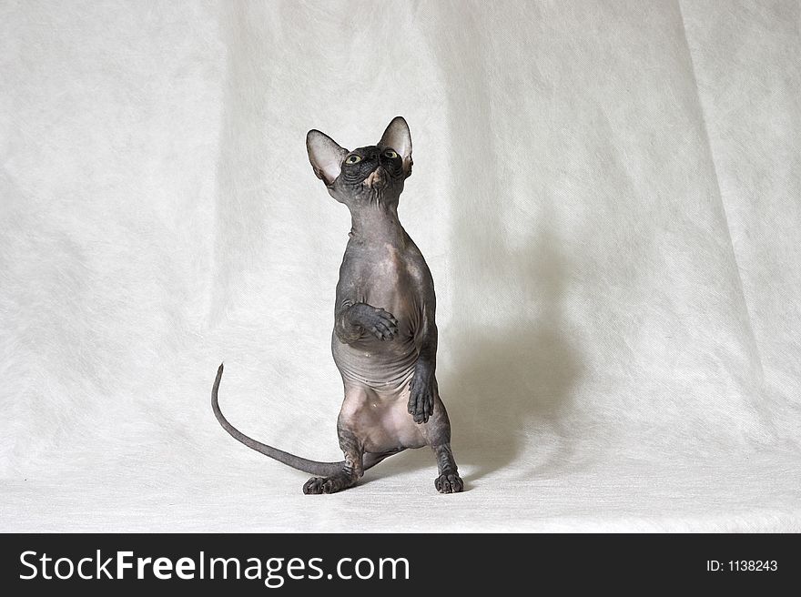 The Canadian sphynx a white background