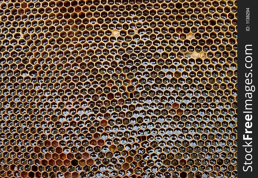 Honey texture from bee-farm of my father (czech republic)