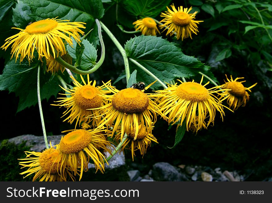 Wild yellow flowers bouquet