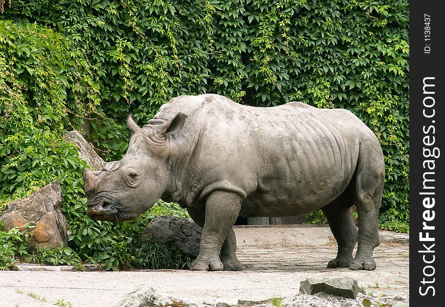 nice rhinoceros in ZOO Ostrava