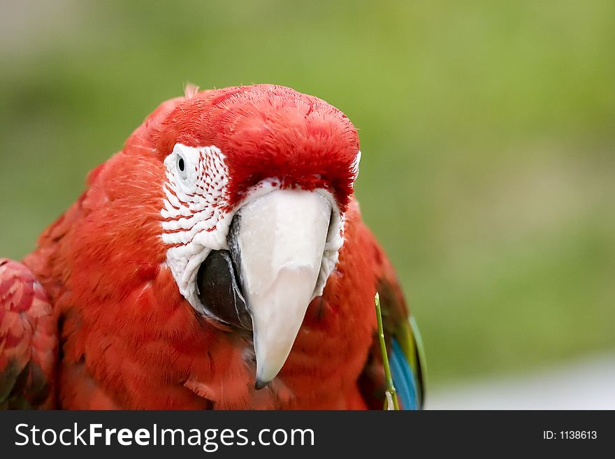 Red Macaw up close.