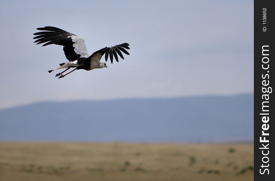 A secretarybird that has just taken off and is flying. A secretarybird that has just taken off and is flying