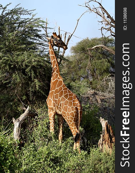 Reticulated Giraffe standing by some trees