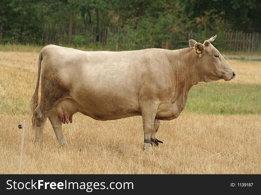 Polish cow in the field, poland, europe