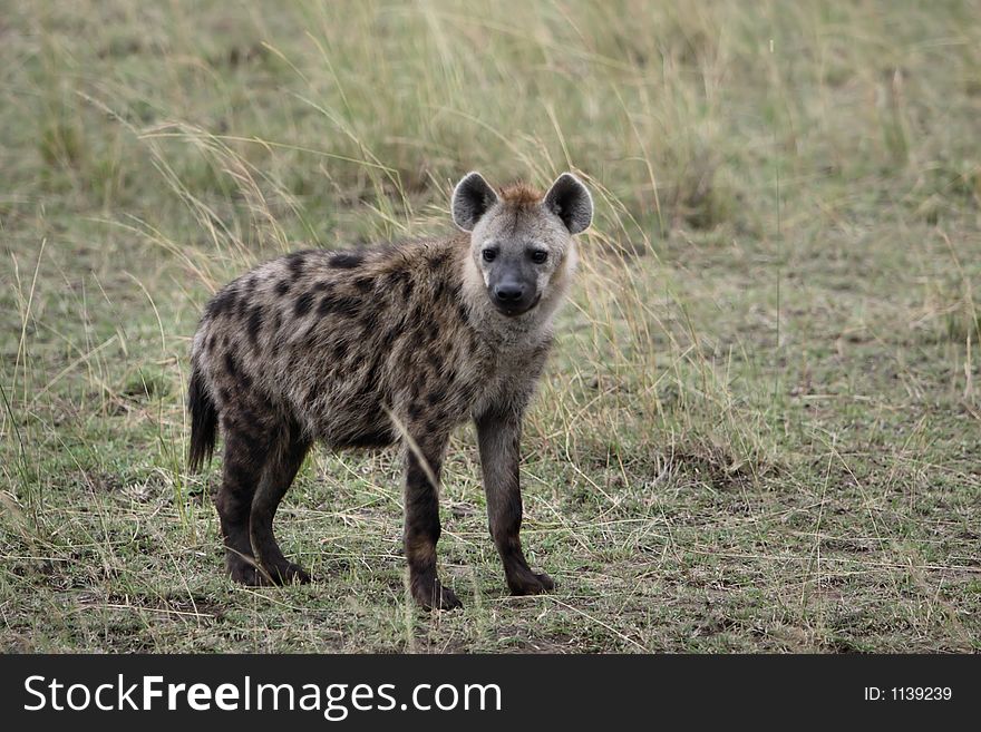 Spotted Hyena standing in the bush, close-up