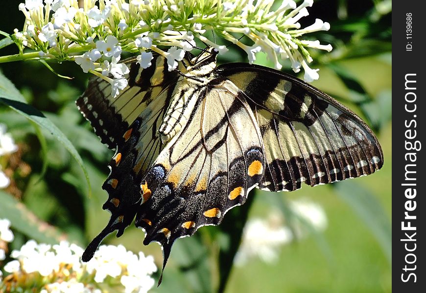 Eastern Swallowtail And White Flowers