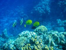 Underwater Coral Reef Stock Photography