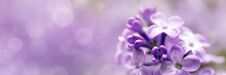Lilac Flowers Spring Blossom Royalty Free Stock Image