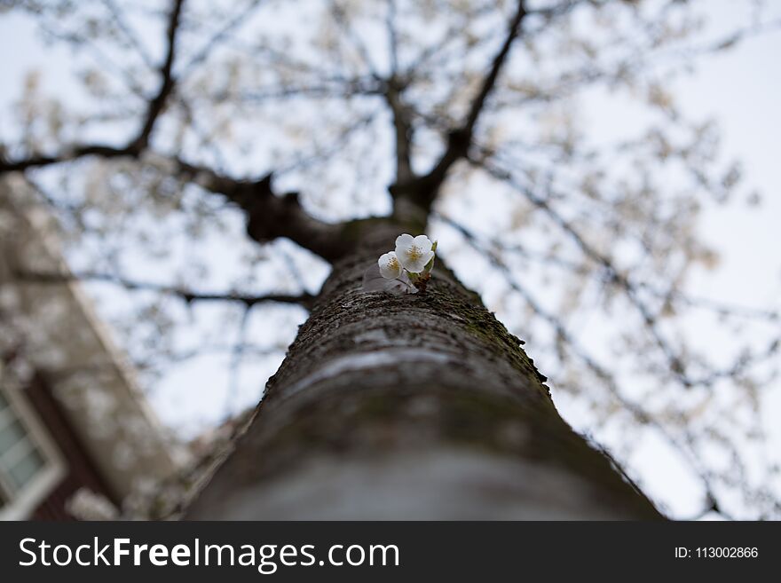 A tree in Amsterdam blossoming in spring in Holland. A tree in Amsterdam blossoming in spring in Holland.