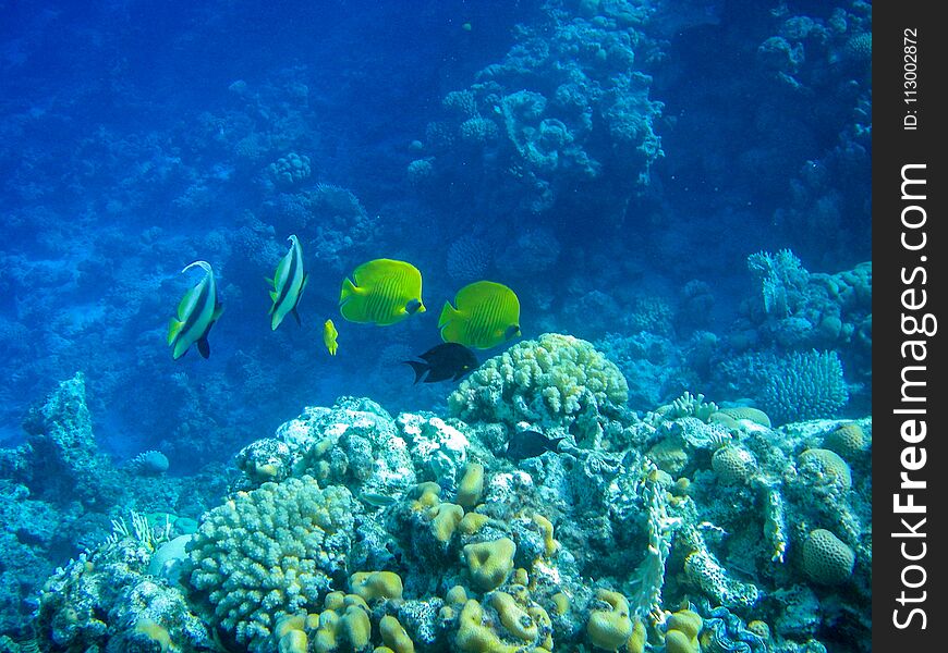 Underwater coral reef on the Red sea. Sinai peninsula, Egypt